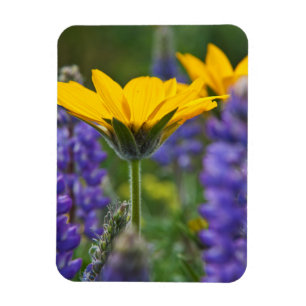 Pfeilblatt-Balsam-Wurzel und Lupine in Frühlingsbl Magnet