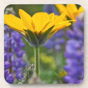 Pfeilblatt-Balsam-Wurzel und Lupine in Frühlingsbl Untersetzer