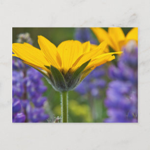 Pfeilblatt-Balsam-Wurzel und Lupine in voller Früh Postkarte