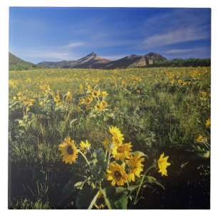 Pfeilblatt-Balsamwurzel-Wildblumen in Waterton 2 Fliese