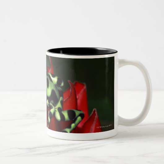 Pfeilfrosch 2 zweifarbige tasse (Rechts)