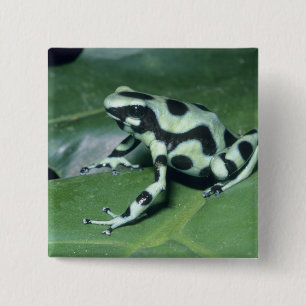 Pfeilgiftfrosch, (Dendrobates auratus) Cahuita Button