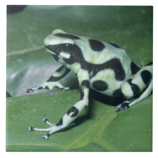 Pfeilgiftfrosch, (Dendrobates auratus) Cahuita Fliese (Vorderseite)
