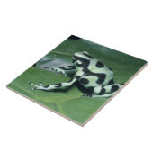 Pfeilgiftfrosch, (Dendrobates auratus) Cahuita Fliese (Seite)