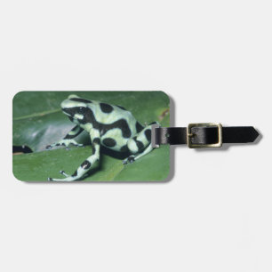 Pfeilgiftfrosch, (Dendrobates auratus) Cahuita Gepäckanhänger
