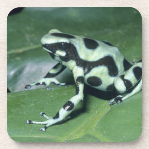 Pfeilgiftfrosch, (Dendrobates auratus) Cahuita Getränkeuntersetzer