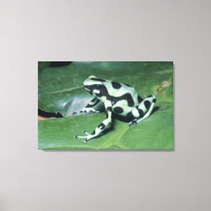 Pfeilgiftfrosch, (Dendrobates auratus) Cahuita Leinwanddruck