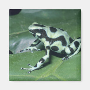 Pfeilgiftfrosch, (Dendrobates auratus) Cahuita Magnet