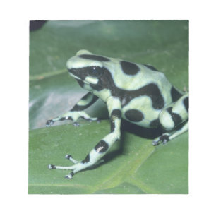 Pfeilgiftfrosch, (Dendrobates auratus) Cahuita Notizblock