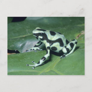 Pfeilgiftfrosch, (Dendrobates auratus) Cahuita Postkarte