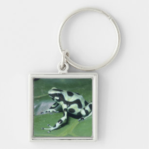 Pfeilgiftfrosch, (Dendrobates auratus) Cahuita Schlüsselanhänger