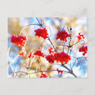 Pfeilholz-Beeren Postkarte