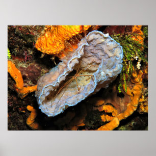 Pfeilkrebse, die einen Schwamm umwirbeln Poster