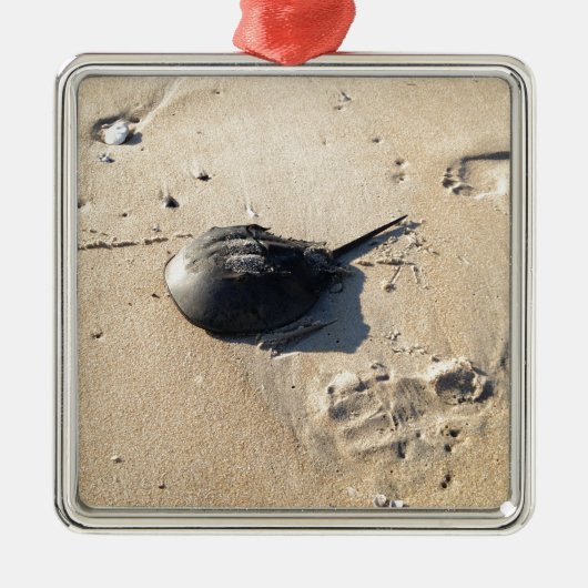 Pfeilschwanzkrebs Ornament Aus Metall (Vorne)