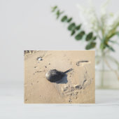 Pfeilschwanzkrebs Postkarte (Stehend Vorderseite)