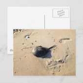 Pfeilschwanzkrebs Postkarte (Vorne/Hinten)