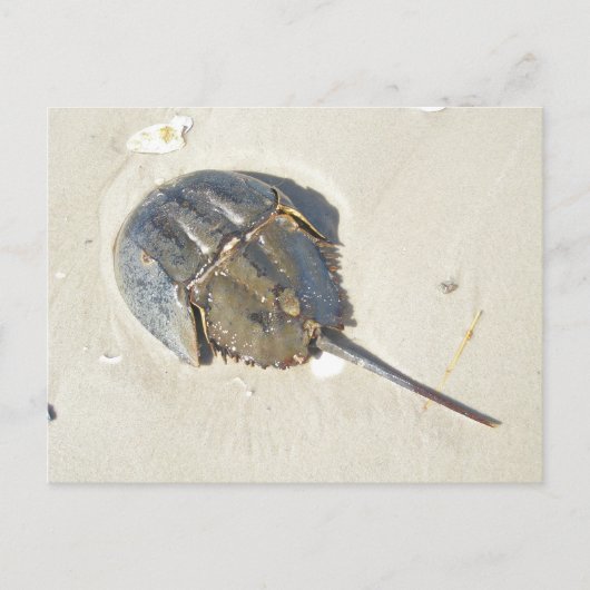 Pfeilschwanzkrebs-Postkarte Postkarte (Vorderseite)