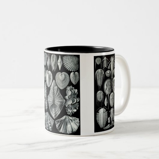Pfeilschwanzkrebse, Trilobites u. Schnecken Zweifarbige Tasse (VorderseiteRechts)