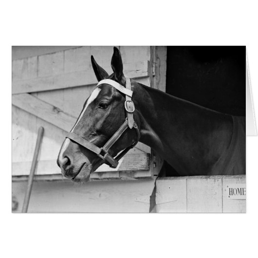 Pferd (Vorderseite (Horizontal))