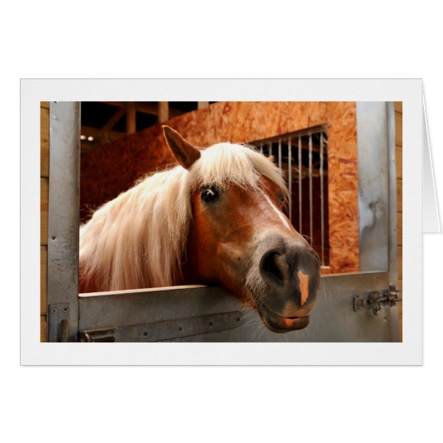 Pferd (Vorderseite (Horizontal))