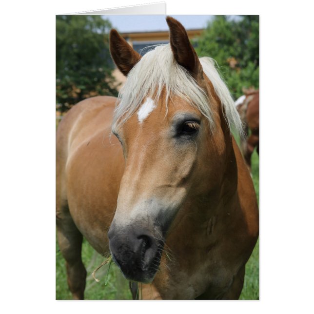 Pferd (Vorne)