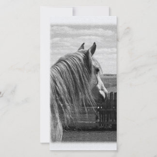 Pferd