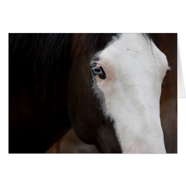 Pferd (Vorderseite (Horizontal))