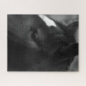 Pferd 16x20 520pc jpcna puzzle (Horizontal)