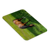Pferd #1 magnet (Rechte Seite)