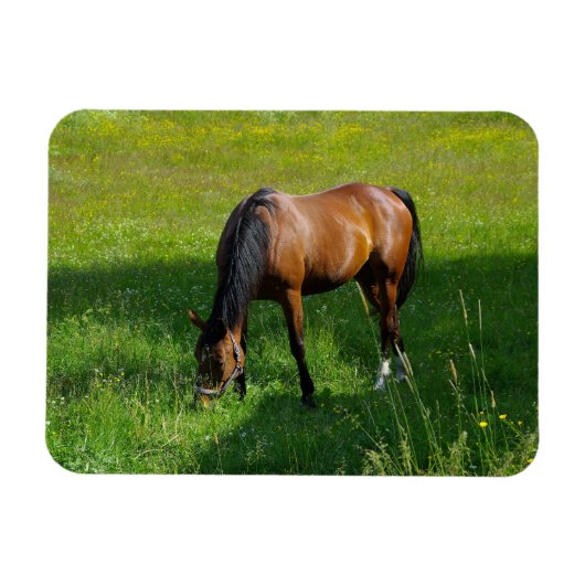 Pferd #1 magnet (Horizontal)