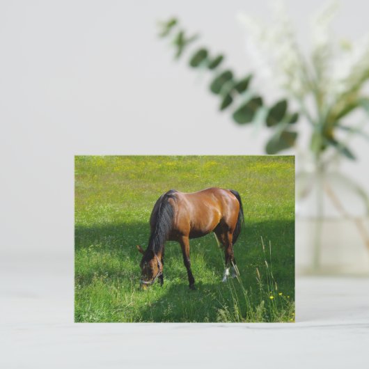 Pferd #1 postkarte (Stehend Vorderseite)