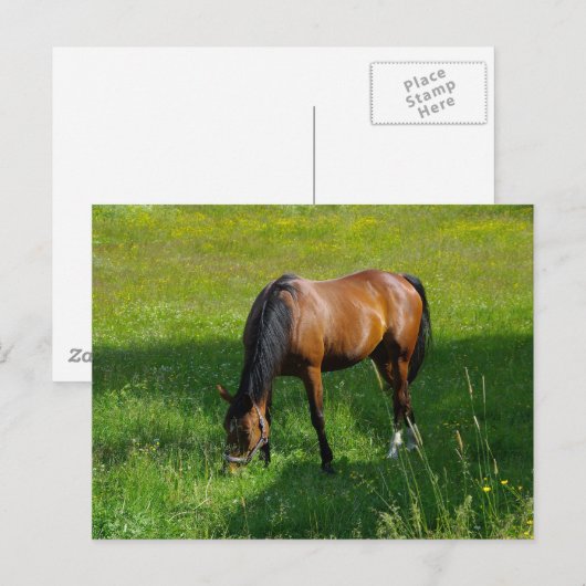 Pferd #1 postkarte (Vorne/Hinten)