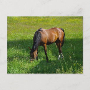 Pferd #1 postkarte