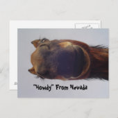 Pferd 1 postkarte (Vorne/Hinten)