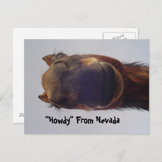 Pferd 1 postkarte (Vorne/Hinten)