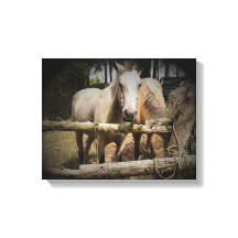 Pferd 1 Stretchierte Canvas Print