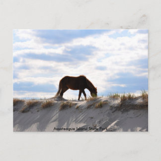 Pferd 2, Assateague Island Staat Park Postkarte