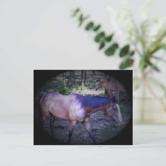 Pferd 2 Postkarte (Stehend Vorderseite)