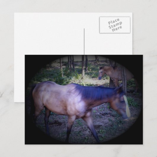 Pferd 2 Postkarte (Vorne/Hinten)