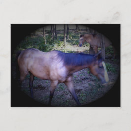 Pferd 2 Postkarte