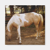 Pferd 3, Magnet (Vorne)