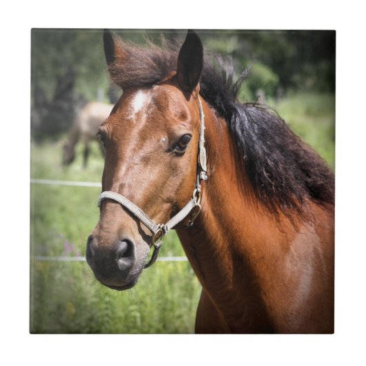 Pferd 8674 fliese (Vorderseite)