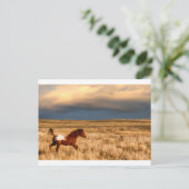 Pferd allein postkarte (Stehend Vorderseite)