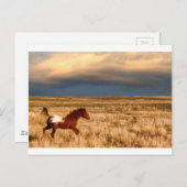 Pferd allein postkarte (Vorne/Hinten)
