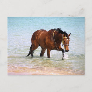Pferd am Strand Postcard Postkarte