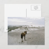 Pferd am Strand Postkarte (Vorne/Hinten)