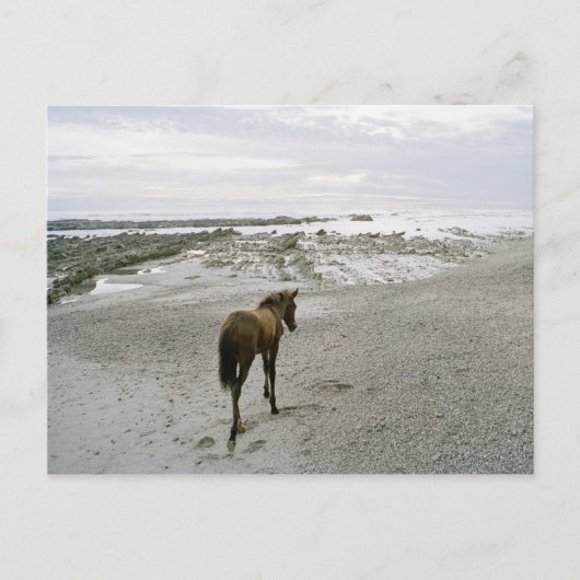 Pferd am Strand Postkarte (Vorderseite)