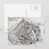 Pferd Art 2010 3 Postkarte (Vorne/Hinten)