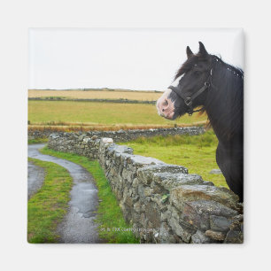 Pferd auf Bauernhof in ländlichem England Magnet