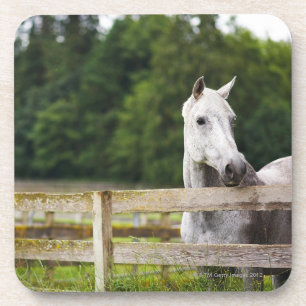 Pferd auf dem Gebiet, das über Zaun schaut Getränkeuntersetzer